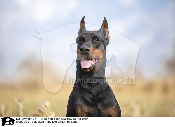 cropped and docked male Doberman pinscher / MW-15107