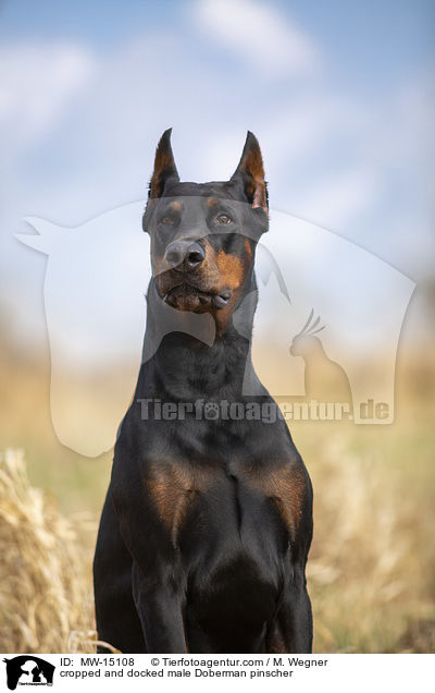 cropped and docked male Doberman pinscher / MW-15108