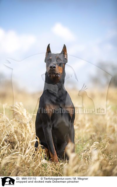 cropped and docked male Doberman pinscher / MW-15110