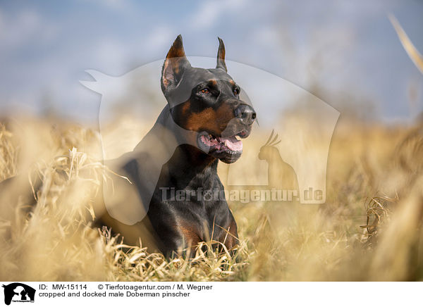 cropped and docked male Doberman pinscher / MW-15114