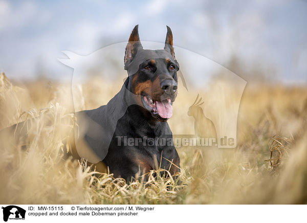 cropped and docked male Doberman pinscher / MW-15115