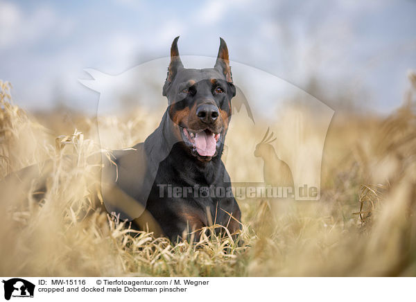 cropped and docked male Doberman pinscher / MW-15116