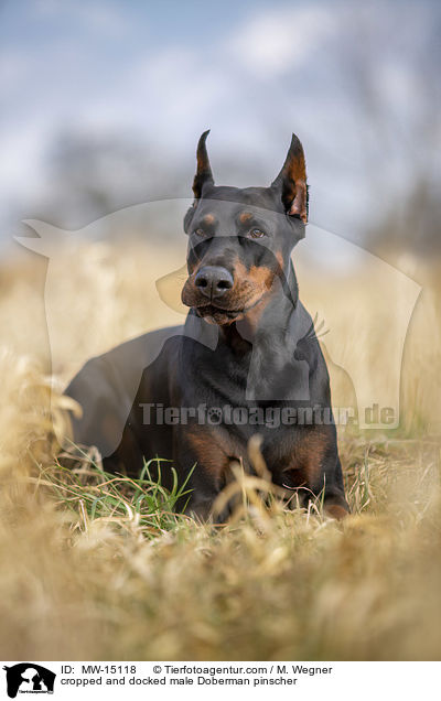 cropped and docked male Doberman pinscher / MW-15118