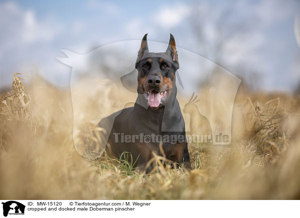 cropped and docked male Doberman pinscher / MW-15120
