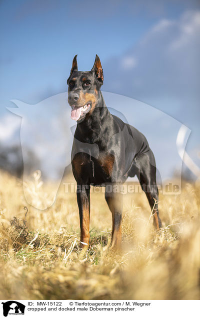 cropped and docked male Doberman pinscher / MW-15122