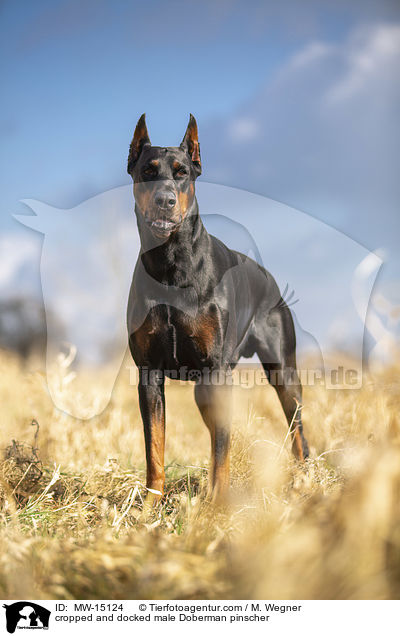 cropped and docked male Doberman pinscher / MW-15124