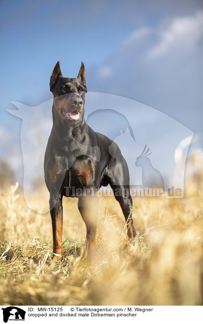 cropped and docked male Doberman pinscher / MW-15125