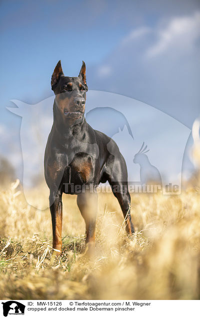 cropped and docked male Doberman pinscher / MW-15126