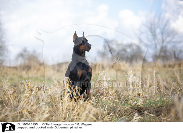 cropped and docked male Doberman pinscher / MW-15155