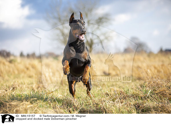 cropped and docked male Doberman pinscher / MW-15157