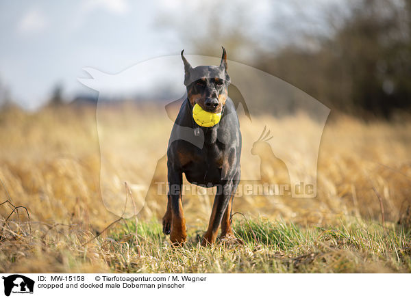 cropped and docked male Doberman pinscher / MW-15158