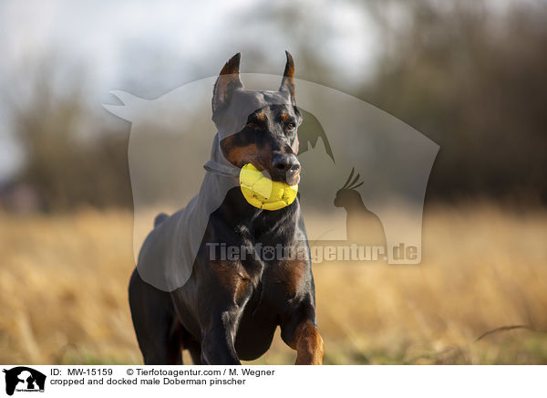 cropped and docked male Doberman pinscher / MW-15159