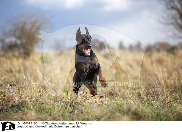 cropped and docked male Doberman pinscher / MW-15160