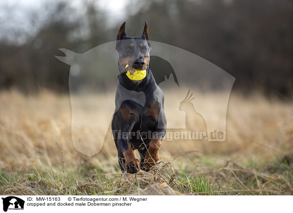 cropped and docked male Doberman pinscher / MW-15163