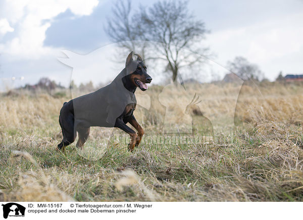 cropped and docked male Doberman pinscher / MW-15167