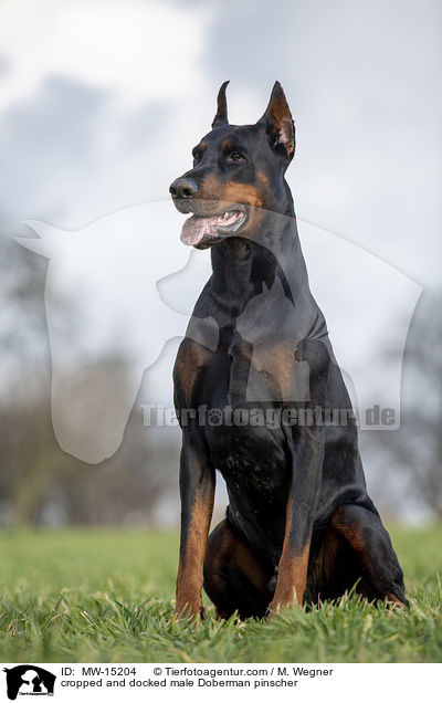 cropped and docked male Doberman pinscher / MW-15204