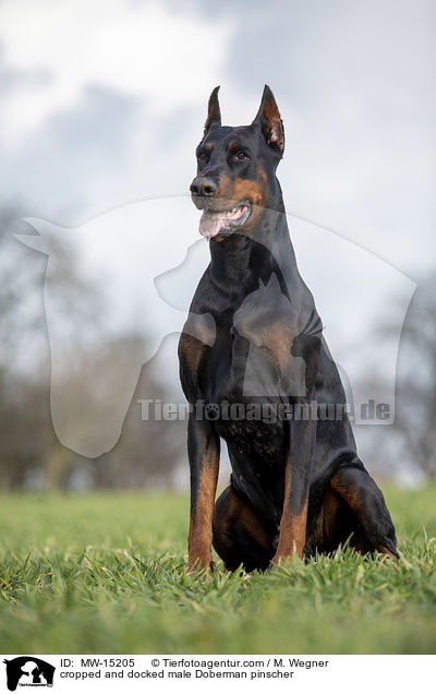 cropped and docked male Doberman pinscher / MW-15205
