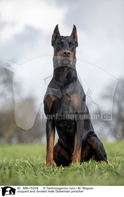 cropped and docked male Doberman pinscher / MW-15208