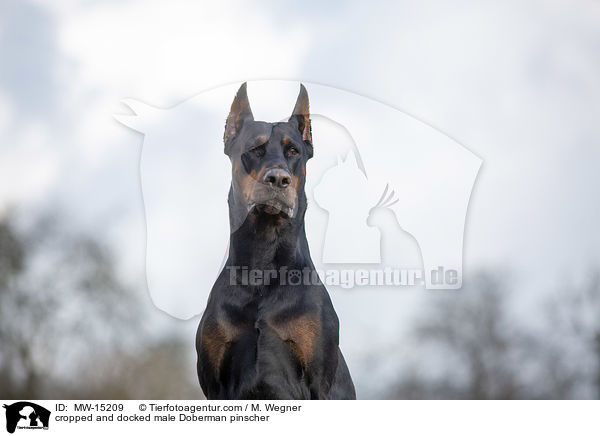 cropped and docked male Doberman pinscher / MW-15209