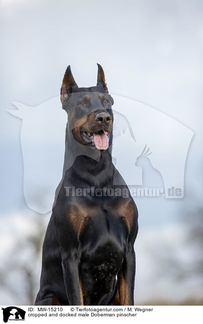 cropped and docked male Doberman pinscher / MW-15210