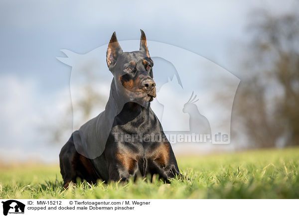 cropped and docked male Doberman pinscher / MW-15212