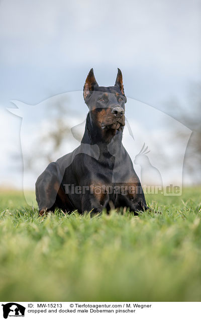 cropped and docked male Doberman pinscher / MW-15213
