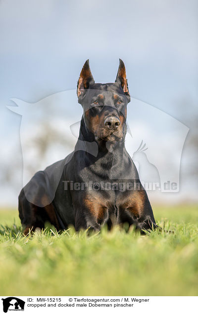 cropped and docked male Doberman pinscher / MW-15215