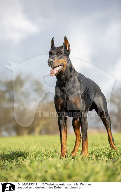 cropped and docked male Doberman pinscher / MW-15217