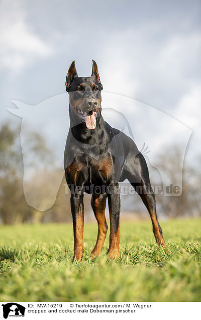 cropped and docked male Doberman pinscher / MW-15219