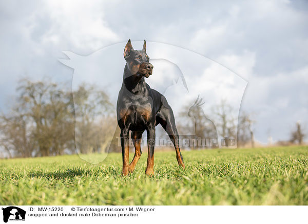 cropped and docked male Doberman pinscher / MW-15220