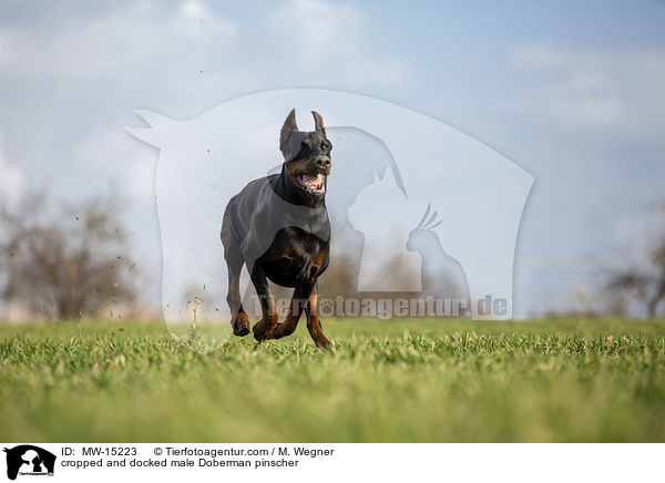 cropped and docked male Doberman pinscher / MW-15223