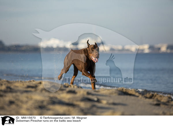 Doberman Pinscher runs on the baltic sea beach / MW-15670