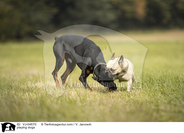 spielende Hunde / playing dogs / VJ-04670