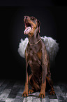 sitting Doberman Pinscher