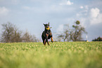 cropped and docked male Doberman pinscher