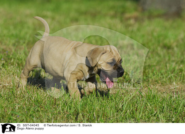Dogo Alano puppy / SST-04045
