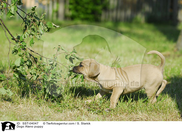 Dogo Alano puppy / SST-04047
