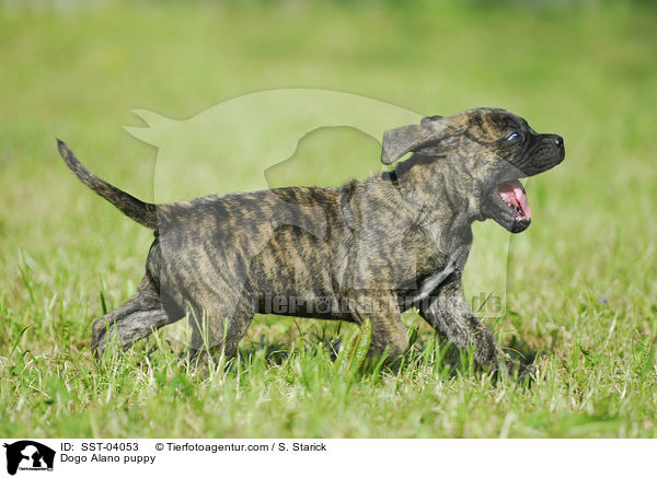 Dogo Alano puppy / SST-04053