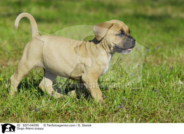 Dogo Alano puppy / SST-04056