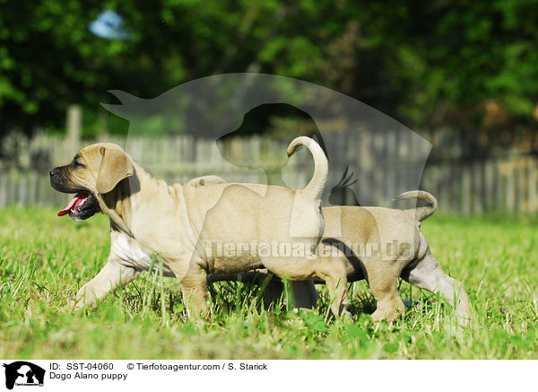 Dogo Alano puppy / SST-04060