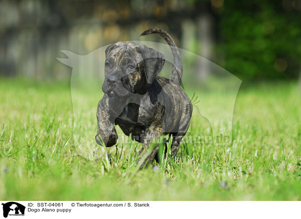 Dogo Alano puppy / SST-04061