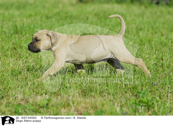 Dogo Alano puppy / SST-04062