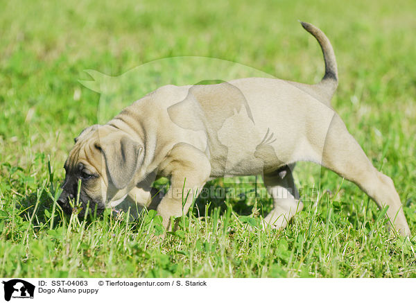 Dogo Alano puppy / SST-04063