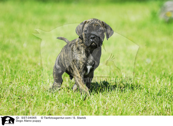 Dogo Alano puppy / SST-04065