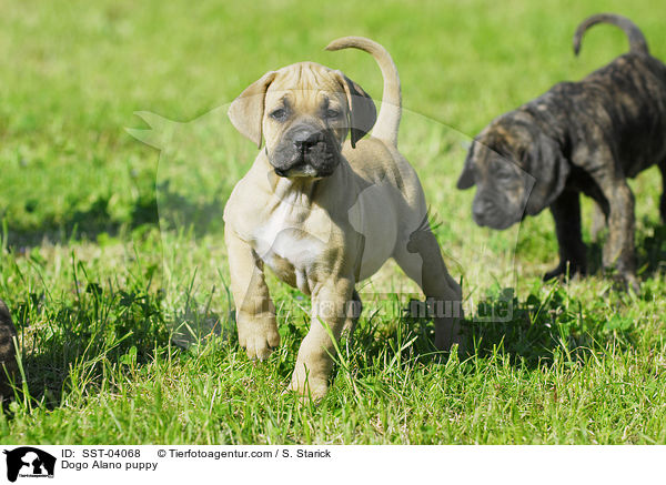 Dogo Alano puppy / SST-04068