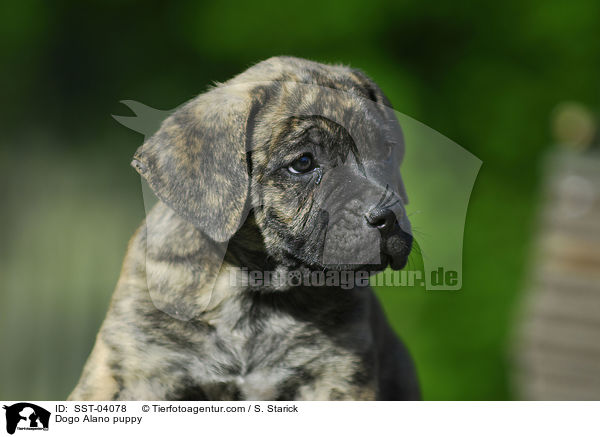 Dogo Alano puppy / SST-04078