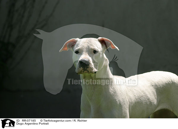 Dogo Argentino Portrait / RR-07185