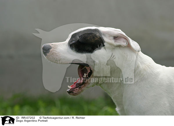 Dogo Argentino Portrait / RR-07202