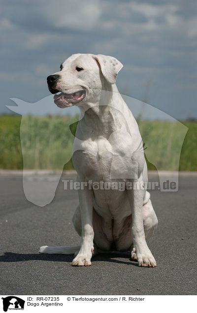 Dogo Argentino / RR-07235