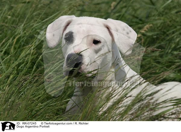 Dogo Argentino Portrait / RR-07245